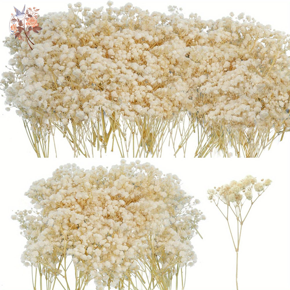 Baby Breath Dried - Mini flor de gypsophila seca, faça