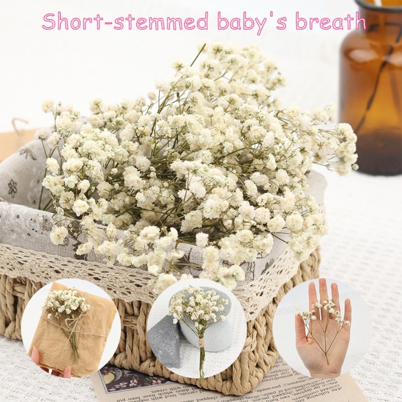 Baby Breath Dried - 50 peças de flores de gipsófila