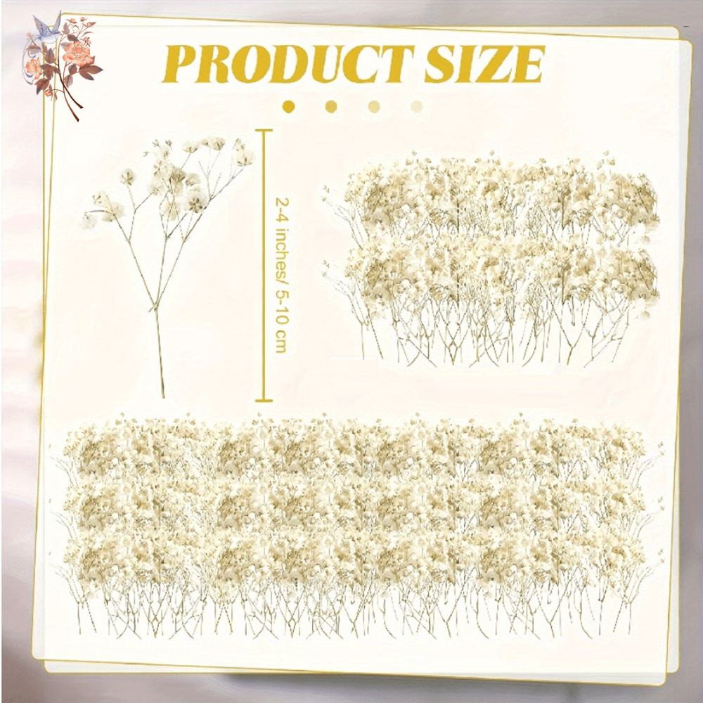 Mini flor de gypsophila seca,  - Baby Breath Dried avaliação e preço