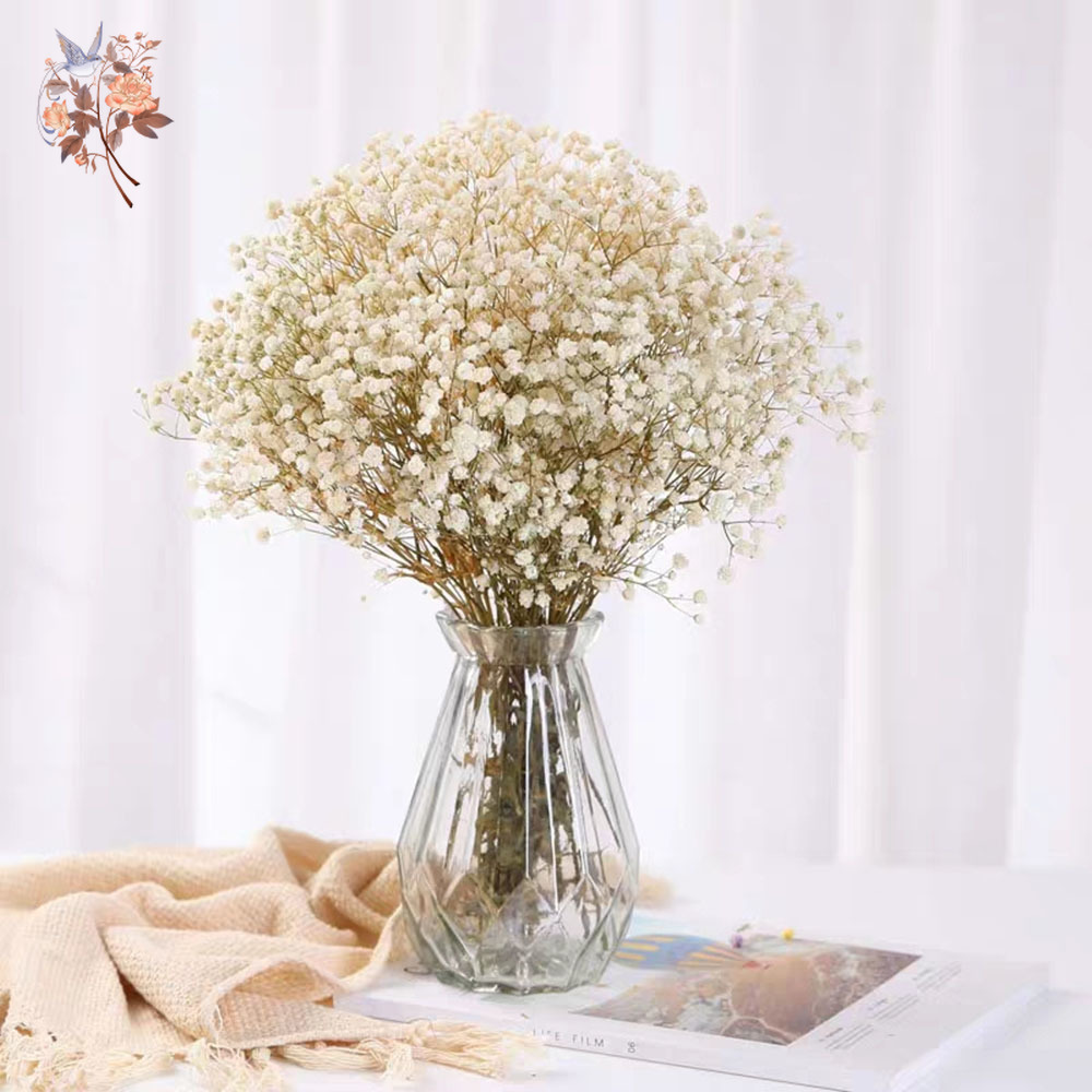 Buquê de flores secas para res - Baby Breath Dried avaliação e preço