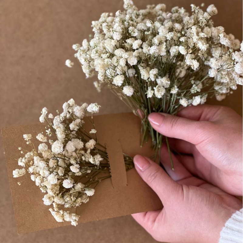 50 ou 100 unidades de Gypsophi - Baby Breath Dried avaliação e preço