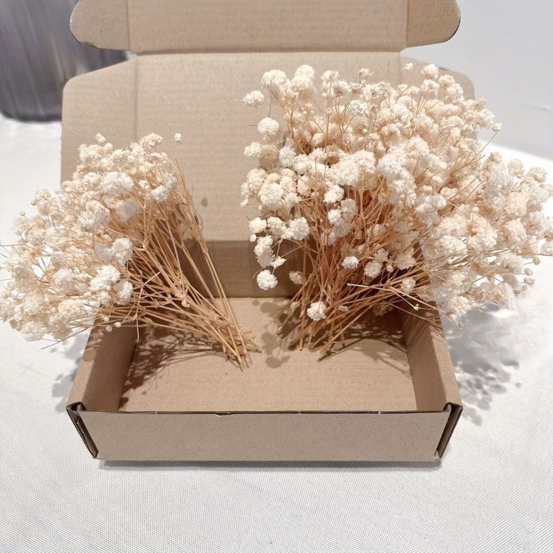 50 ou 100 unidades de Gypsophi - Baby Breath Dried avaliação e preço
