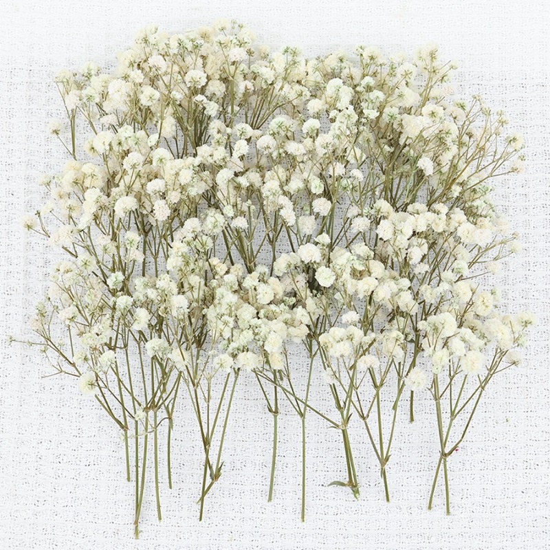 50 peças de flores de gipsófil - Baby Breath Dried avaliação e preço