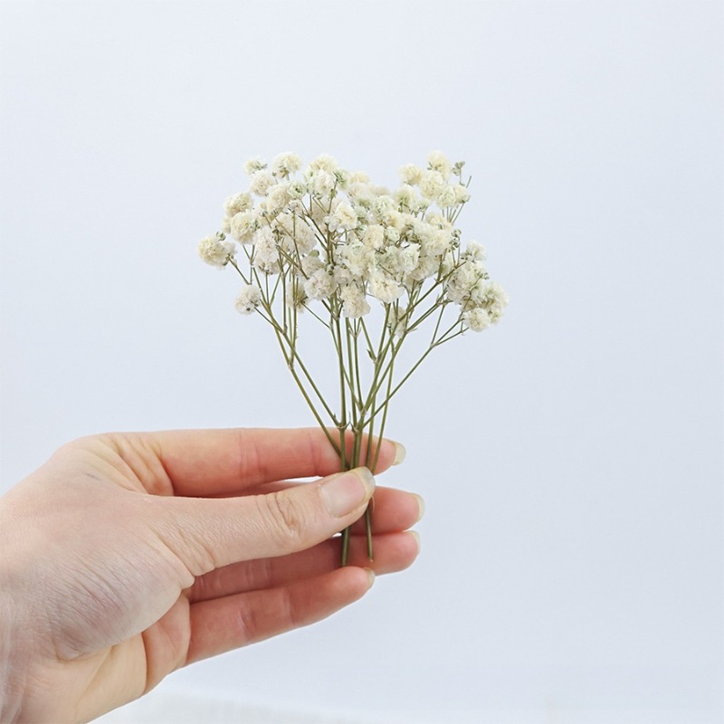 50 peças de flores de gipsófil - Baby Breath Dried avaliação e preço