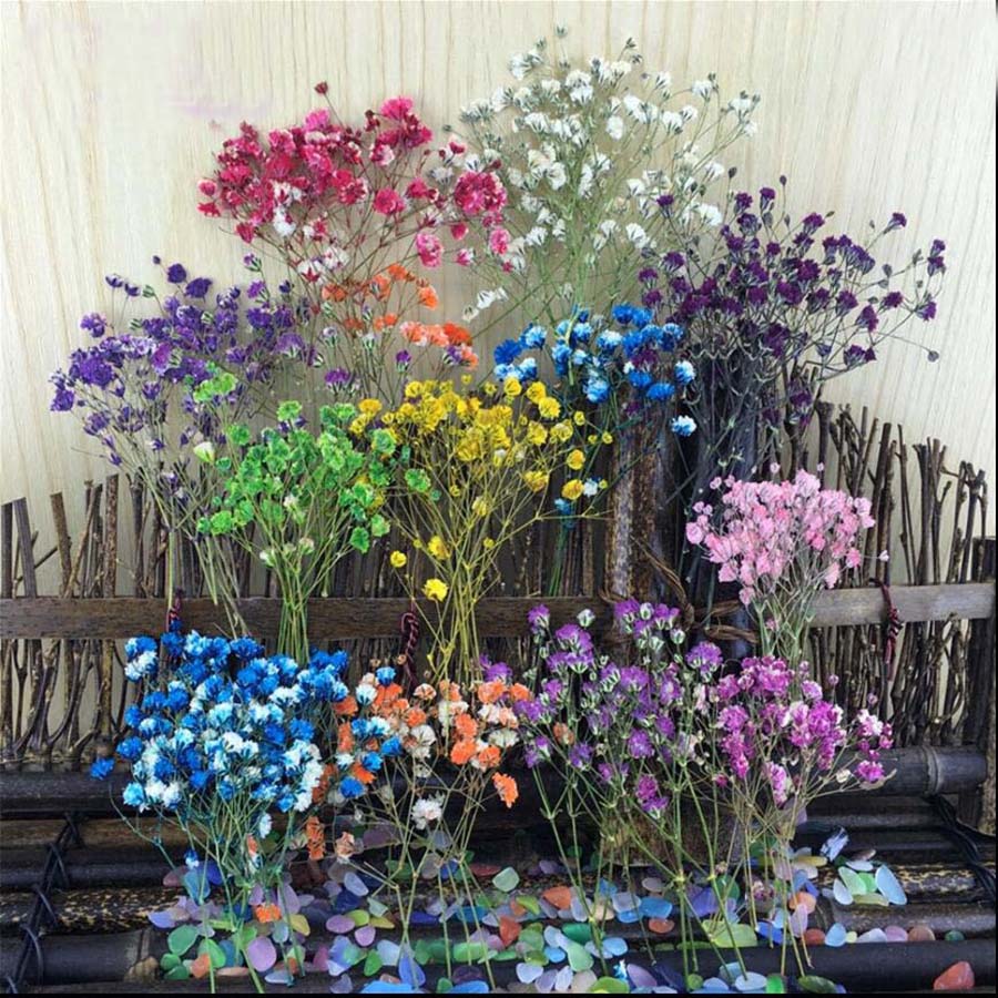 60 peças de plantas secas e pr - Baby Breath Dried avaliação e preço