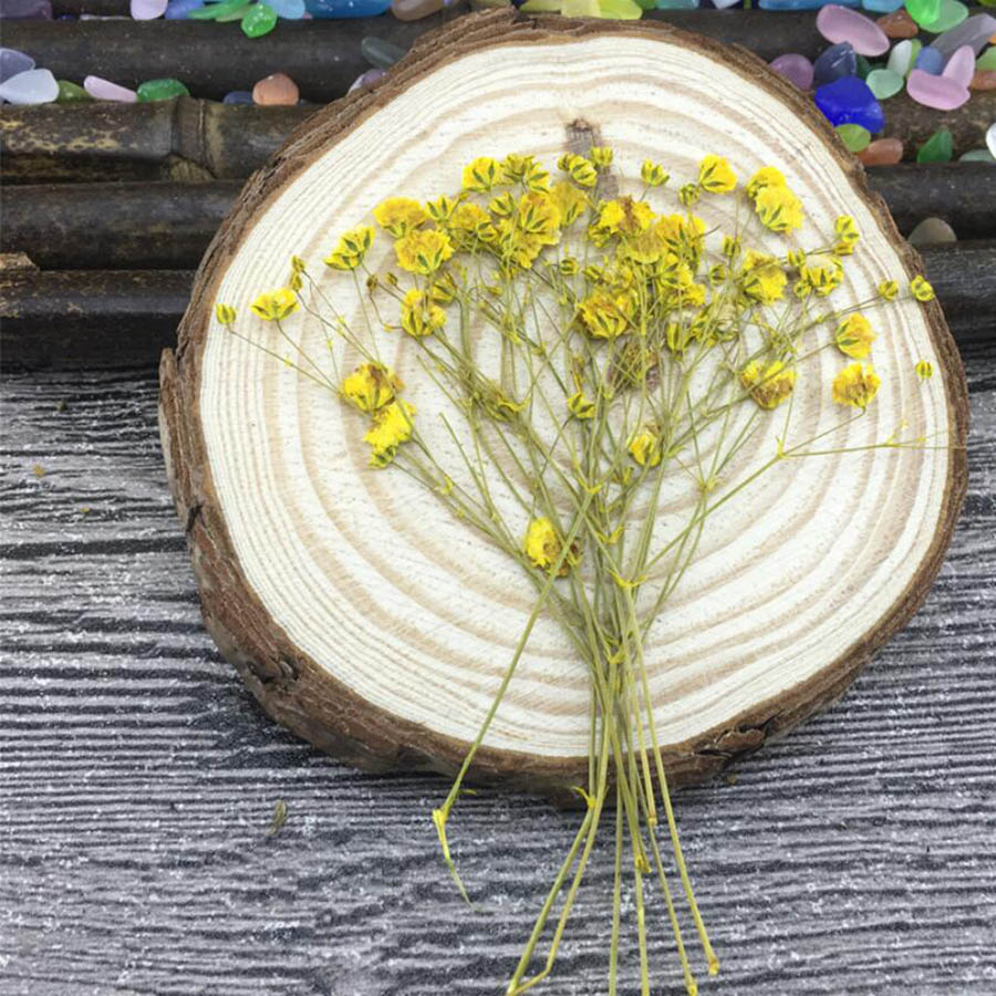 60 peças de plantas secas e pr - Baby Breath Dried avaliação e preço