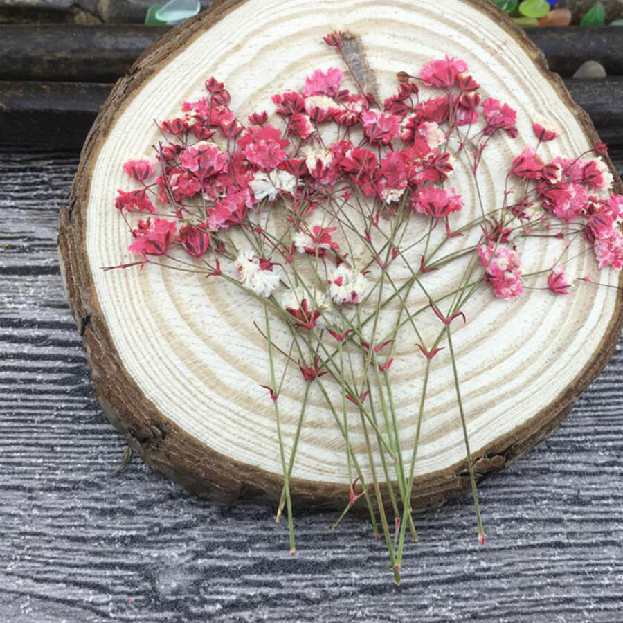 60 peças de plantas secas e pr - Baby Breath Dried avaliação e preço